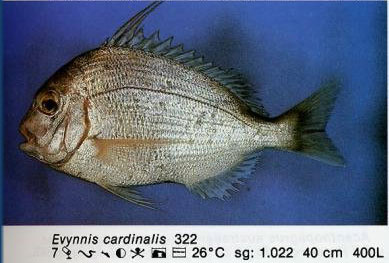 Evynnis cardinalis